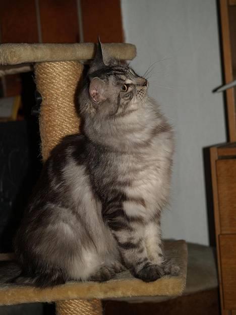 Maine Coon DK Proud Danish Beauti - Hvad laver du nu? *NYT 03/04-2007* billede 15