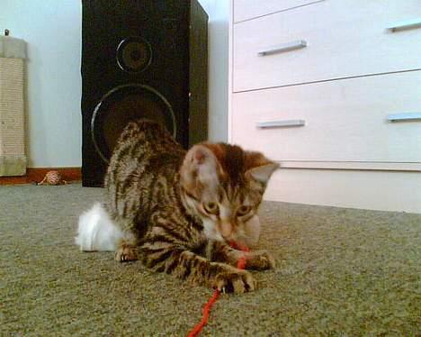 Huskat Liva - Aaaar hva er det for noget billede 8