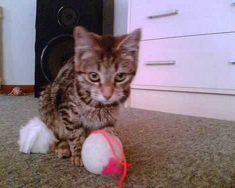 Huskat Liva - moaar. Igen igen kom nu :O) billede 9