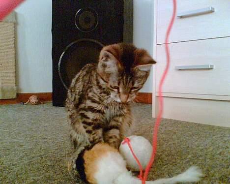 Huskat Liva - Jaaah det er bare hygeligt det her billede 10