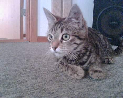 Huskat Liva - Hva er det der henne... billede 11