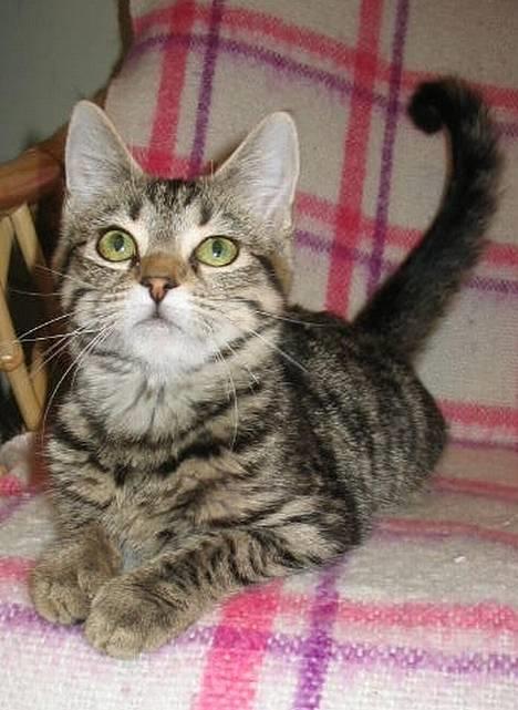 Huskat Liva - Smiiil :D hehe lidt fotogen er man vel altid. billede 12