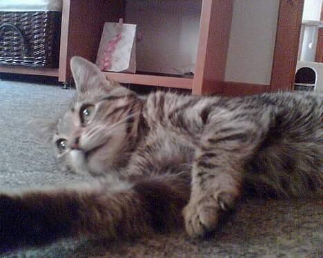 Huskat Liva - AAAArh stække stræk.. billede 13