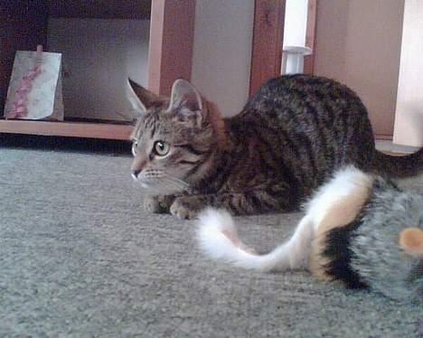 Huskat Liva - jeg ligger li på lur ikk? billede 14