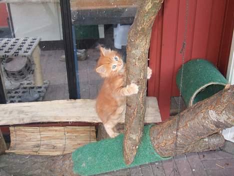 Blanding af racer  Maincoon Sigurd billede 14