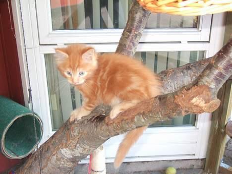 Blanding af racer  Maincoon Sigurd billede 15