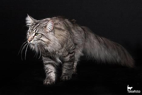 Norsk Skovkat JAGUAR - Int. Champion - *Modelfotos* - Sværvægteren ;o) billede 15