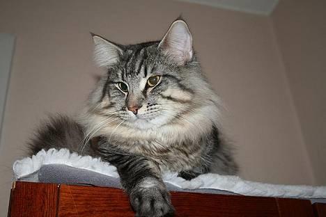 Norsk Skovkat JAGUAR - Int. Champion - 03.02.2007 - Min egen lille hanløve :o) Grrrr billede 16