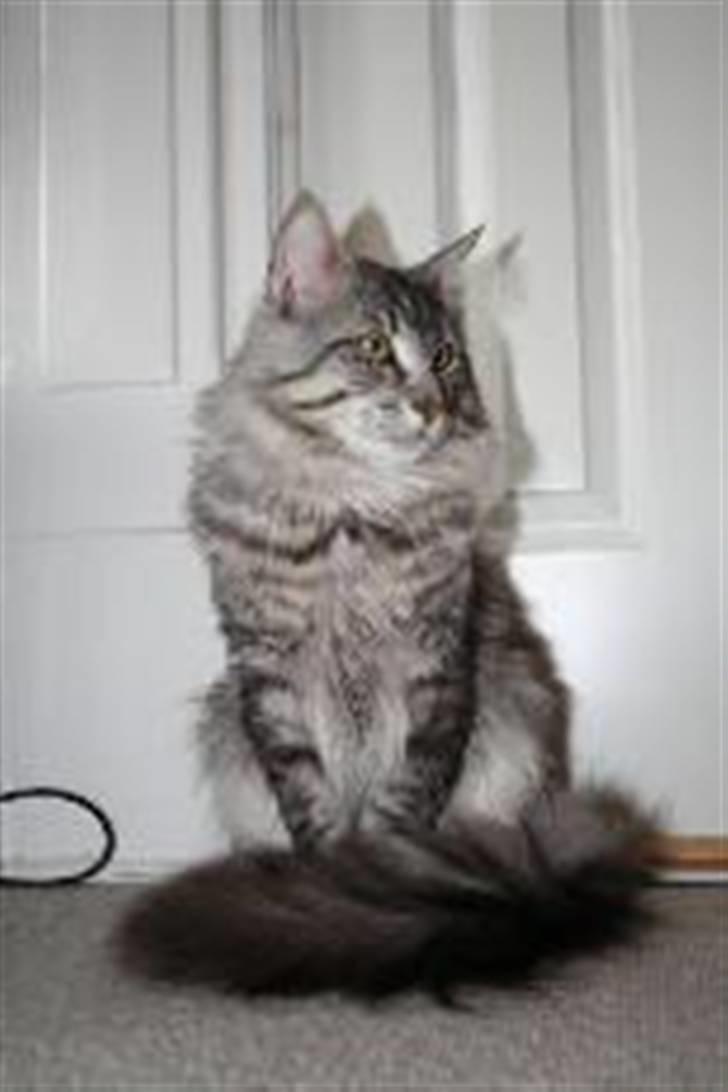 Norsk Skovkat JAGUAR - Int. Champion - December 2006 billede 18