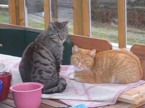 Huskat Rabi - Simba havde været oppe at slås og var kommet til skade. Brormand  Rabi kommer og trøster billede 18