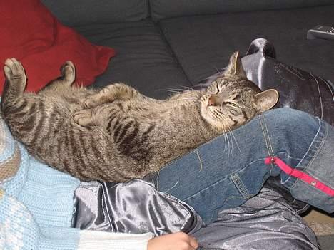 Huskat Rabi - Her ligger jeg bare så godt. billede 19