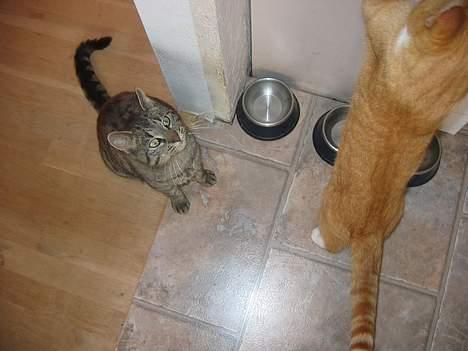 Huskat Rabi - Hvis jeg smiler til kameraet, så opdager de ikke at brormand hugger agurken fra bordet. billede 20