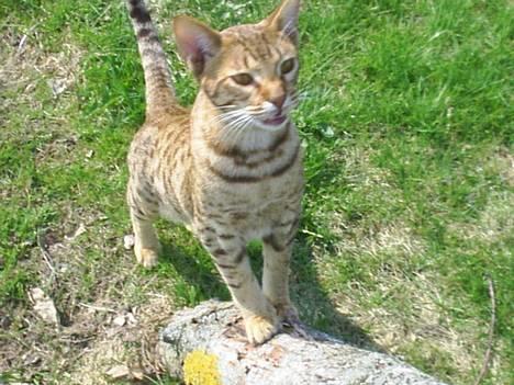 Ocicat Sea Coon Andi billede 1