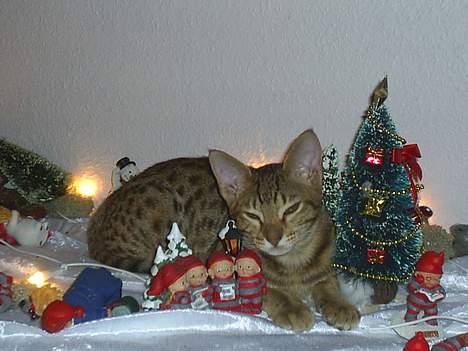 Ocicat Sea Coon Andi billede 2