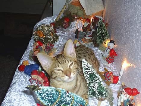 Ocicat Sea Coon Andi billede 3