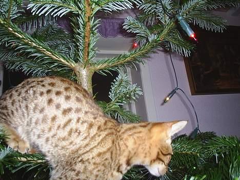 Ocicat Sea Coon Andi billede 4