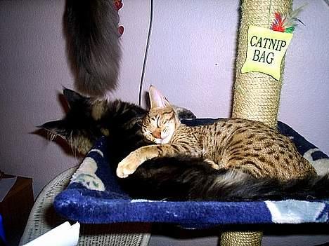 Ocicat Sea Coon Andi billede 5