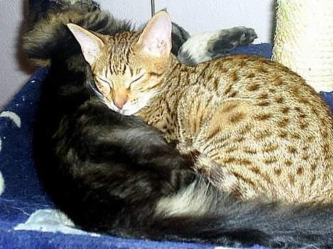 Ocicat Sea Coon Andi billede 6