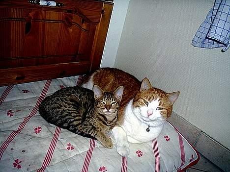 Ocicat Sea Coon Andi billede 7