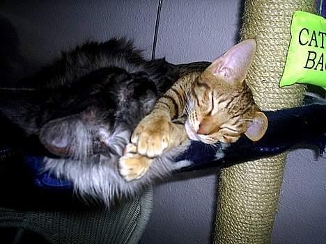 Ocicat Sea Coon Andi billede 8