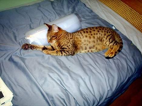 Ocicat Sea Coon Andi billede 9