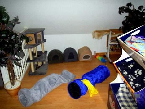 Ocicat Sea Coon Andi billede 10