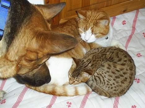 Ocicat Sea Coon Andi billede 11