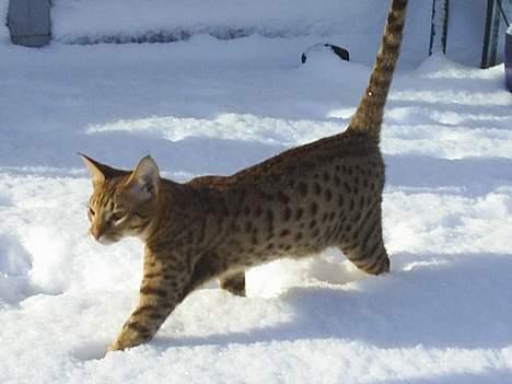 Ocicat Sea Coon Andi billede 12