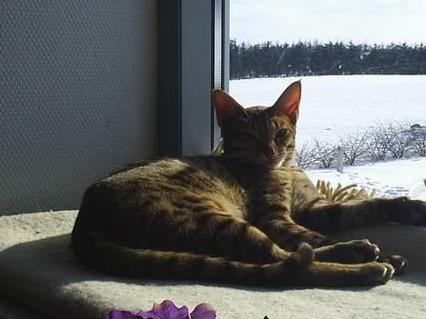 Ocicat Sea Coon Andi billede 13