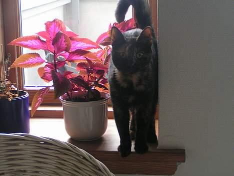 Huskat Molly billede 1