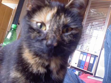 Huskat Molly billede 2