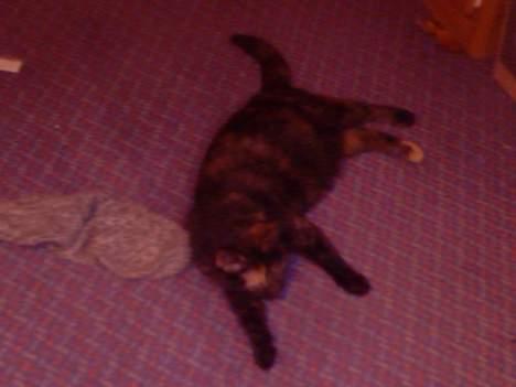 Huskat Molly - Molly- ca. en lille uges tid siden inden hun igår fødte 4 pragtfulde killinger billede 3