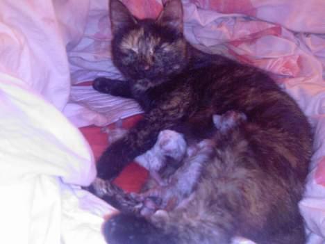 Huskat Molly - Her ses en meget stolt nybagt mor. :-) billede 5