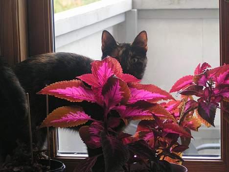 Huskat Molly billede 6