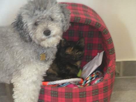 Huskat Molly - Molly med hendes bedste ven meryl. billede 7