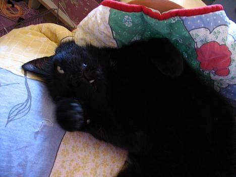 Huskat Pjevsen - er jeg ikk bare dejlig ,? billede 1