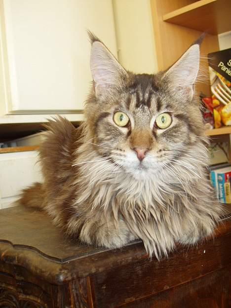 Maine Coon Lion Heart billede 9