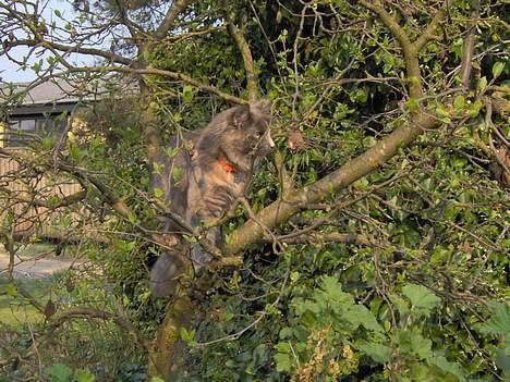 Norsk Skovkat Tikki  *Forsvundet* :o( - Højt til vejrs... Mon her er nogen fugle jeg kan fange? billede 18