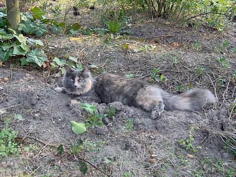 Norsk Skovkat Tikki  *Forsvundet* :o( - Hvad nu... Jeg ligge lige og slapper af .-) billede 19