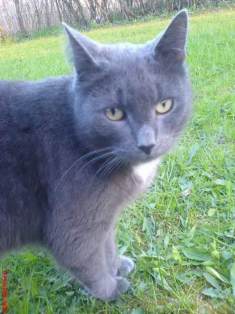 Huskat Magnus Olsen billede 11