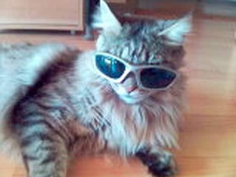 Maine Coon MC Ejner :) - Mr. Cool billede 4