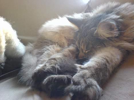 Maine Coon MC Ejner :) - Zzz.... billede 6