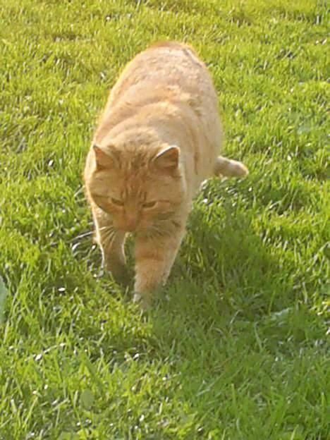 Blanding af racer Leo billede 1