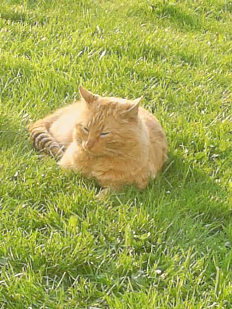 Blanding af racer Leo billede 2