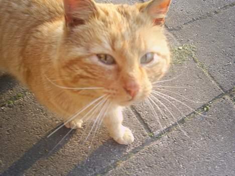 Blanding af racer Leo billede 3