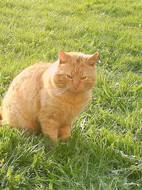 Blanding af racer Leo billede 4