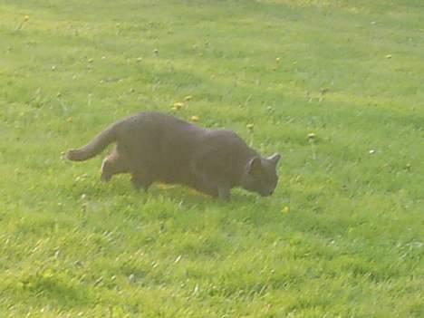 Blanding af racer Gråmis billede 6