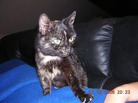 Blanding af racer nusser#død# billede 13