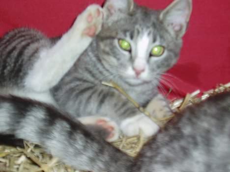 Blanding af racer Lille My  billede 2