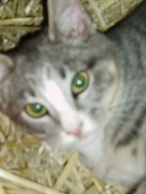 Blanding af racer Lille My  billede 3